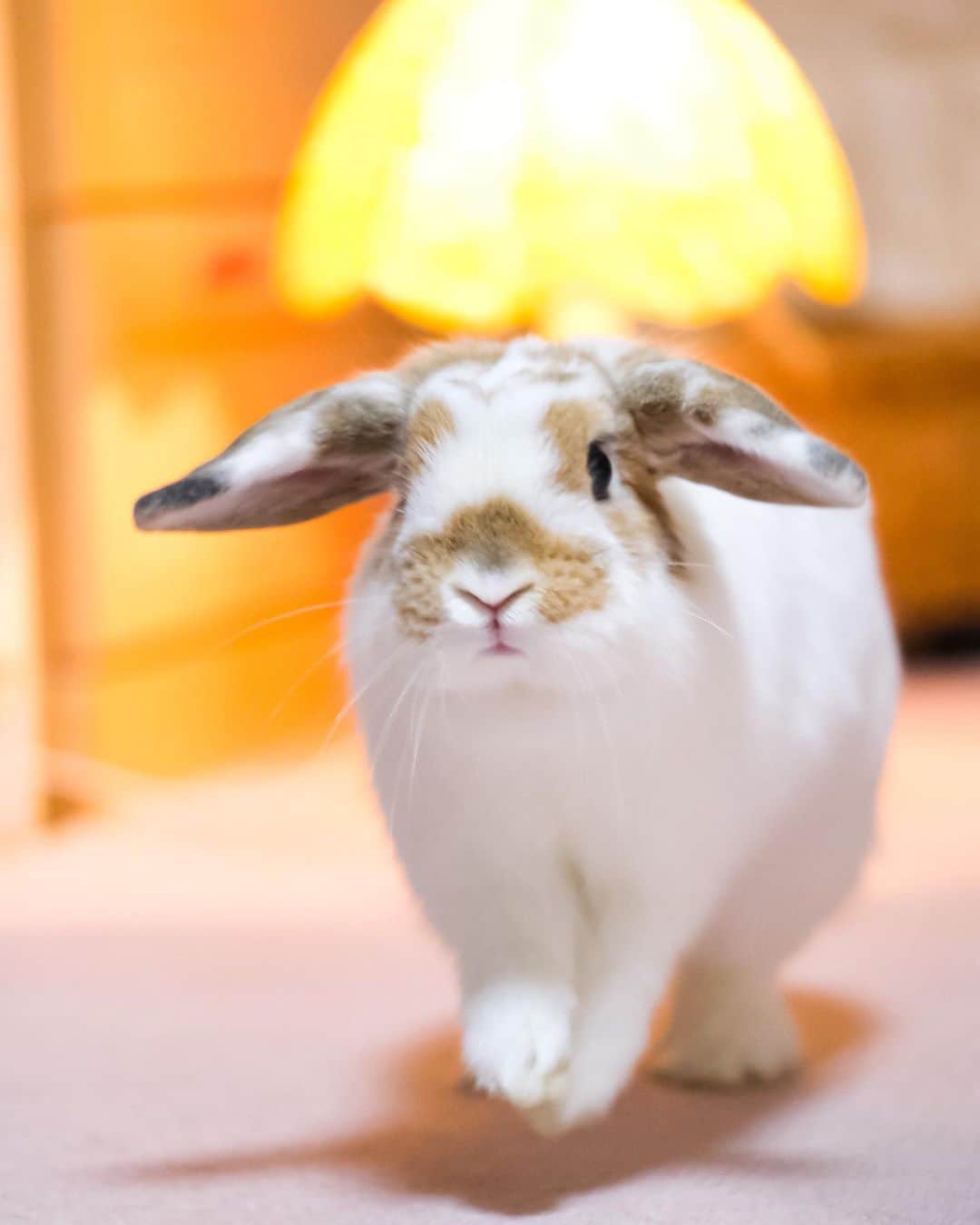 usagraphのインスタグラム：「リンリン今日も元気だにょっ💨 火曜日を駆け抜けるリンリン🐶 ＊ ＊ ＊ #うさぎ　#rabbit #bunny #ふわもこ部  #WeeklyFluff #igersjp  #tokyocameraclub #東京カメラ部  #神戸カメラ部  #bunnystagram  #うさぎ部 #ホーランドロップ #hollandlop  #ファインダー越しの私の世界 #art_of_japan #myfujilove  #今日もx日和」