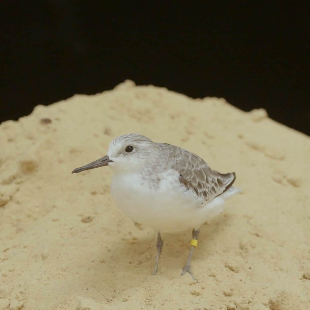 スミソニアン国立動物園さんのインスタグラム写真 - (スミソニアン国立動物園Instagram)「🦆🐛🦀 The Bird House team at the Smithsonian’s National Zoo has many beaks to feed, including 23 species of migratory songbirds and shorebirds. But what happens when they are hungry to migrate and there’s nowhere to go? ✏️STORY: https://s.si.edu/3oBkPBH. (Link in bio.)」12月22日 23時00分 - smithsonianzoo