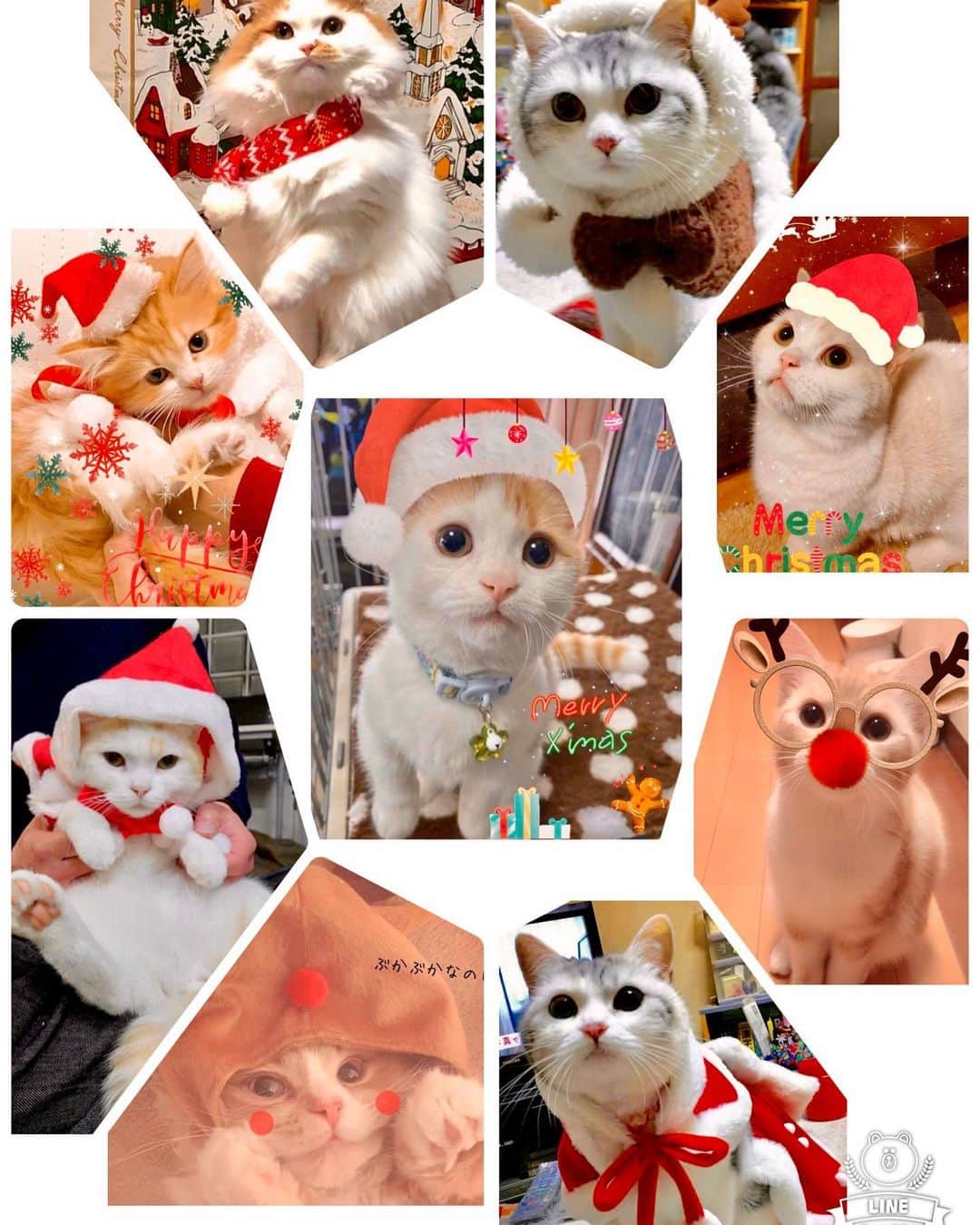 まんちの樹（マンチカンブリーダー）さんのインスタグラム写真 - (まんちの樹（マンチカンブリーダー）Instagram)「今年もまんちの樹猫親戚さんクリスマス写真募集しま〜す🎄。締切は24日。 猫親戚さんでクリスマスっぽい写真が撮れたらラインくださいね。コスプレがイヤイヤな子が多いはずだから、お気に入り写真にクリスマス画像加工でもOKです。可愛い我が子を自慢しちゃいましょう♥️  #マンチカン#munchkin#スコティッシュフォールド#アメリカンショートヘア#ミヌエット#猫#ねこ#ネコ#neko#cat#ねこ部#猫部 #子猫#kitten#kitty#にゃんすたぐらむ#ねこすたぐらむ#猫ブリーダー#マンチカンブリーダー#ふわもこ部#にゃんこ#猫好き#猫のいる暮らし#まんちの樹#まんちの樹出身#かわいい#クリスマス#クリスマスコスプレ #catstagram#cat stagram#cutecat」12月22日 23時17分 - machiyominoura