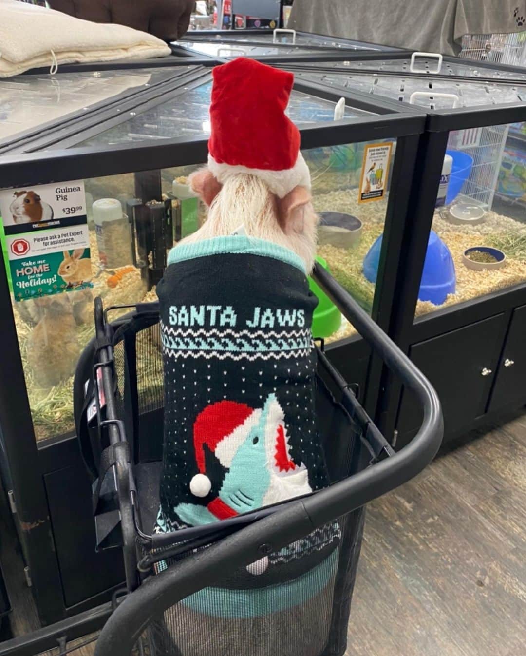 Priscilla and Poppletonさんのインスタグラム写真 - (Priscilla and PoppletonInstagram)「🎶Santa Jaws is coming to town!🎶 (Swipe to see Poppleshark’s sweater). This is what happens when Pop is supposed to be getting snacks for stocking stuffers.  He loves all animals. He’s such a sweetheart.  Don’t worry! Mom pushed him along to the snack aisle and told him that he may end up rescuing a little friend some day but for now he has tons of friends at home.🐷❤️🎅🏼🦈#adoptdontshop #SantaJaws  #SantaPop #animallover #SillyPop #PrissyandPop」12月22日 23時32分 - prissy_pig