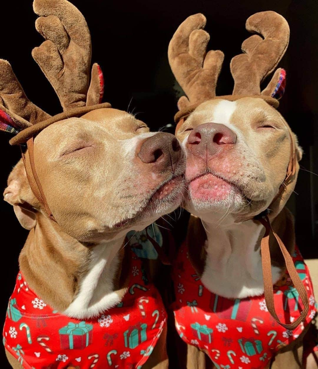 8crapさんのインスタグラム写真 - (8crapInstagram)「It’s going to be a Merry Kiss-mas! - Hashtag #barkedtongueout on your doggo’s tongue out photos/videos and get a chance to be featured! - 📷 @knight_thepit - #TheBarkedClub #barked #tongueouttuesday #tot #👅 #😛 #dog #doggo #PitBull」12月23日 0時00分 - barked