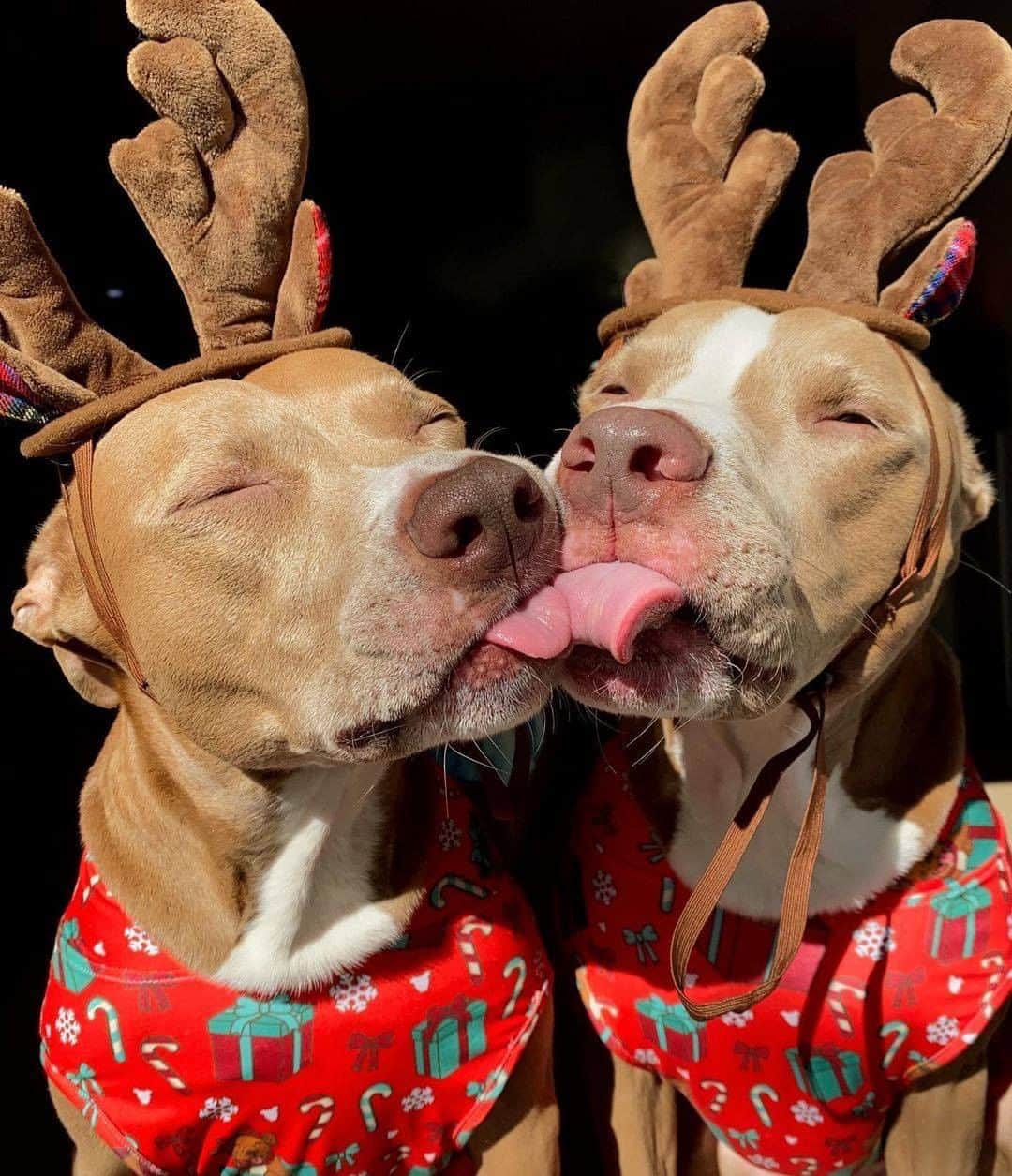 8crapさんのインスタグラム写真 - (8crapInstagram)「It’s going to be a Merry Kiss-mas! - Hashtag #barkedtongueout on your doggo’s tongue out photos/videos and get a chance to be featured! - 📷 @knight_thepit - #TheBarkedClub #barked #tongueouttuesday #tot #👅 #😛 #dog #doggo #PitBull」12月23日 0時00分 - barked