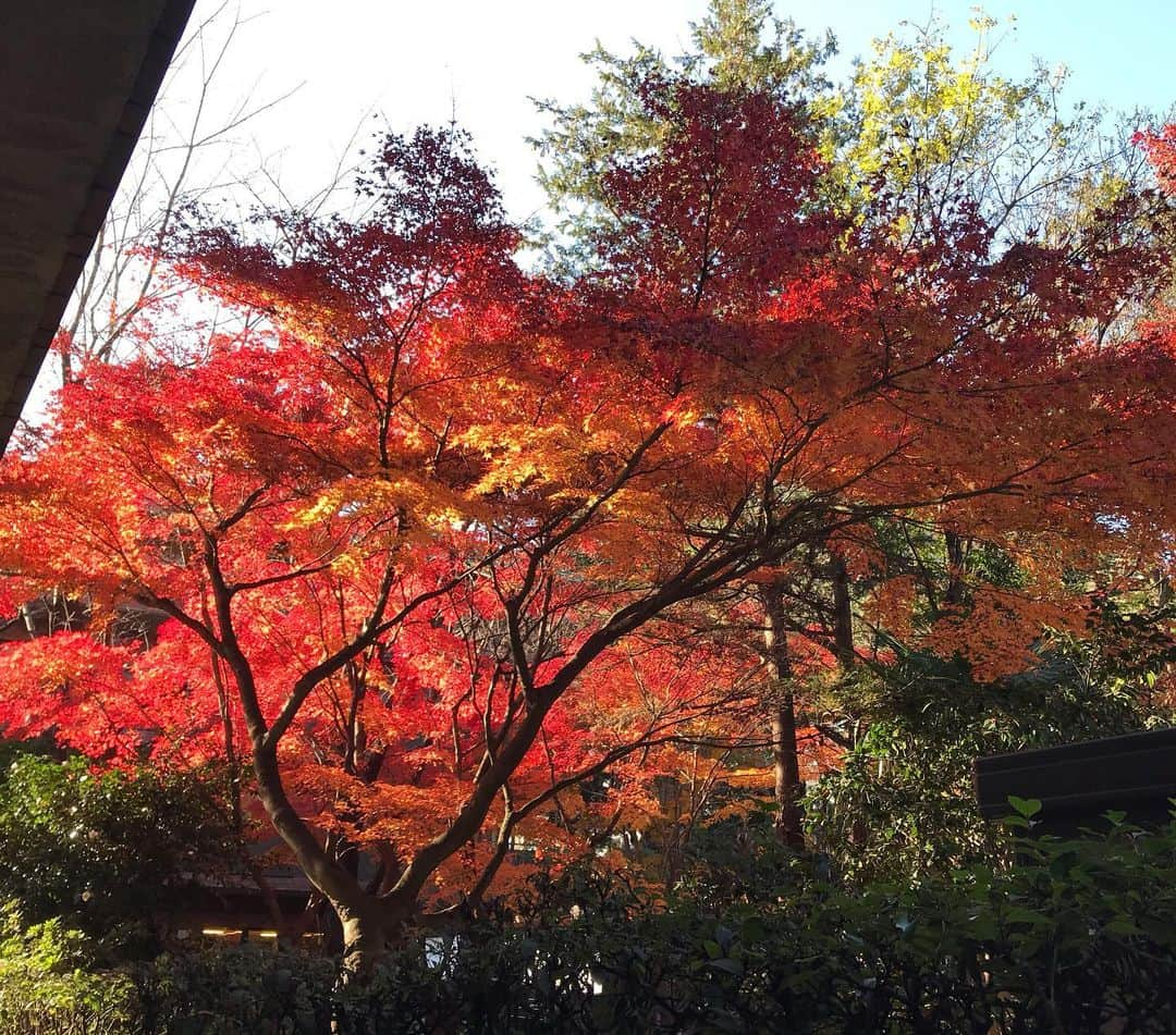 みずえさんのインスタグラム写真 - (みずえInstagram)「今日夜外に出て広い公園の様な所でマスクを外して思い切り深呼吸した。冬の空気と落ち葉の香りと星空が、小さい頃の田舎の景色を思い出させた。あと寒い時期に行ったディズニーランドも思い出した。懐かしくて涙が出た🥲田舎に帰りたい。冬の空気が好き。(写真は先週撮ったりっぱな紅葉)」12月23日 0時01分 - mizuemusic