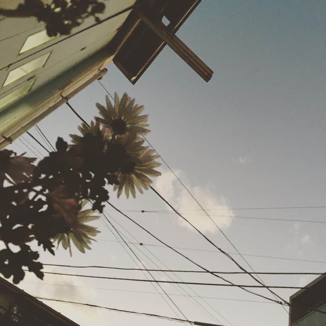 千眼美子さんのインスタグラム写真 - (千眼美子Instagram)「・ エモだね。 16時の植木って。」12月23日 0時05分 - yoshiko_sengen