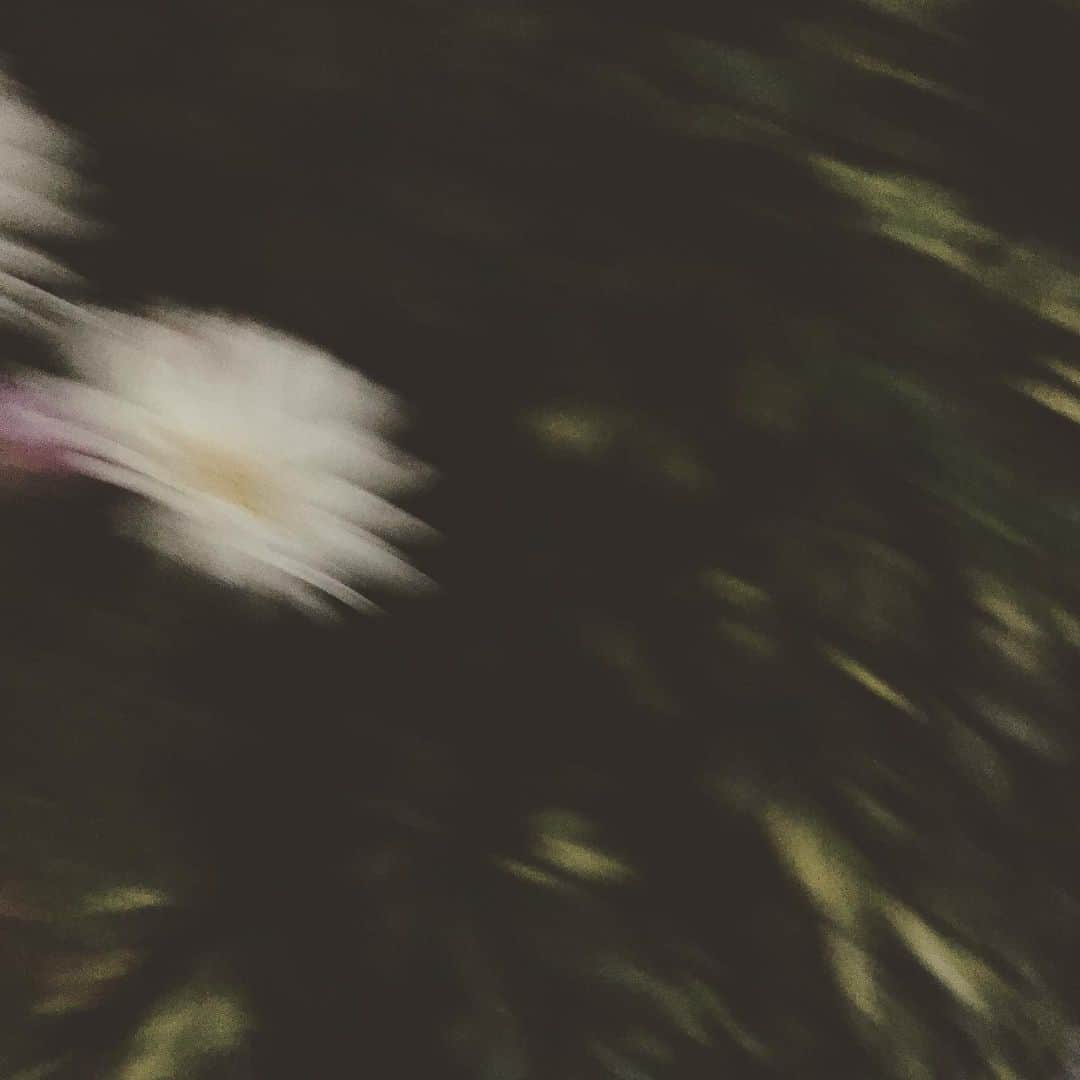 千眼美子さんのインスタグラム写真 - (千眼美子Instagram)「・ エモだね。 16時の植木って。」12月23日 0時05分 - yoshiko_sengen