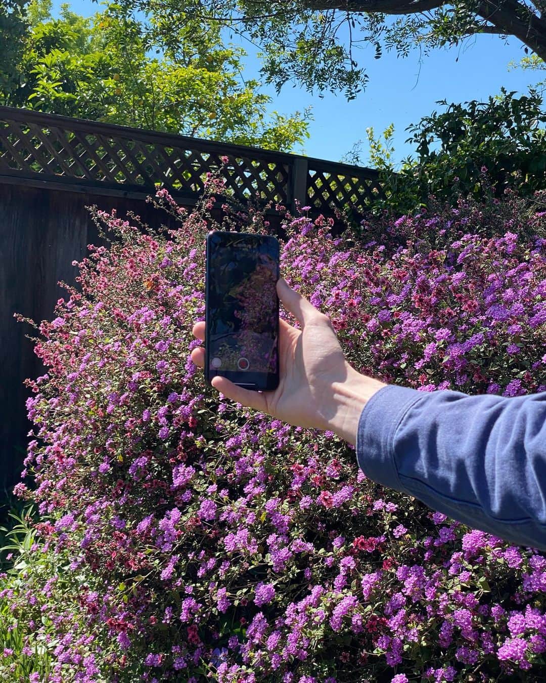 Arden Roseさんのインスタグラム写真 - (Arden RoseInstagram)「Missing sunny California days and wild poppies. Thought we all deserved some iphone flower photos today on this cold December day 💐✨」12月23日 0時14分 - ardenrose