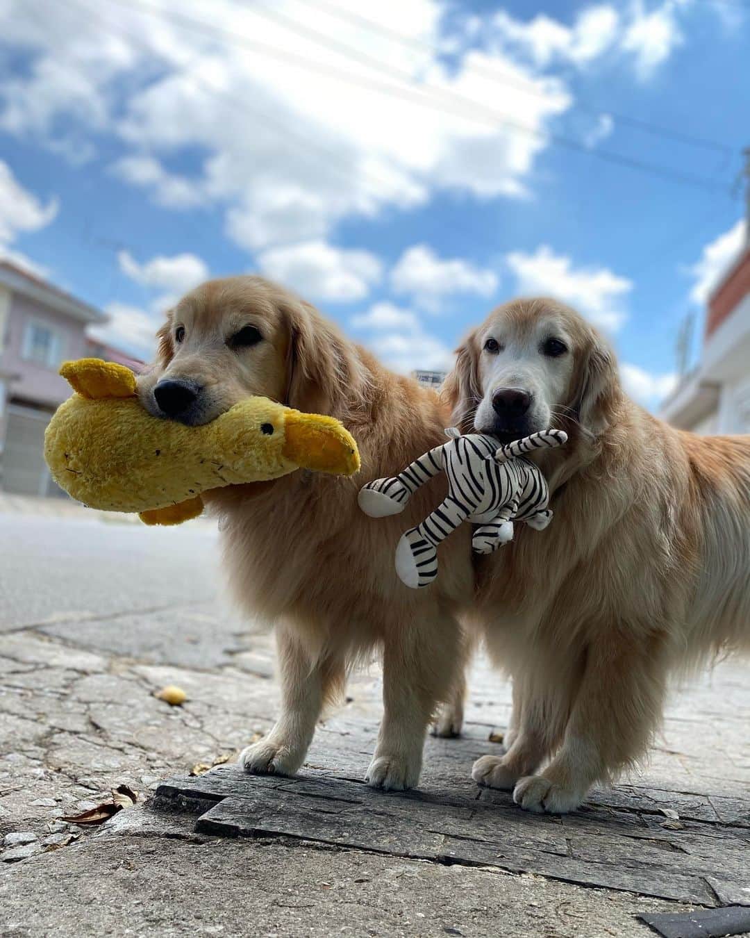 のインスタグラム：「Top 10 pelúcias 🐻 . #pets #photooftheday #petsofinstagram #instagrammers #instagram #instadaily #vejasp #goldenretriever #goldenretrievers #goldenretrieversofinstagram #dogs #dogstyle #dogoftheday #dogsofinstagram #saopaulo #gudfriends #photography」