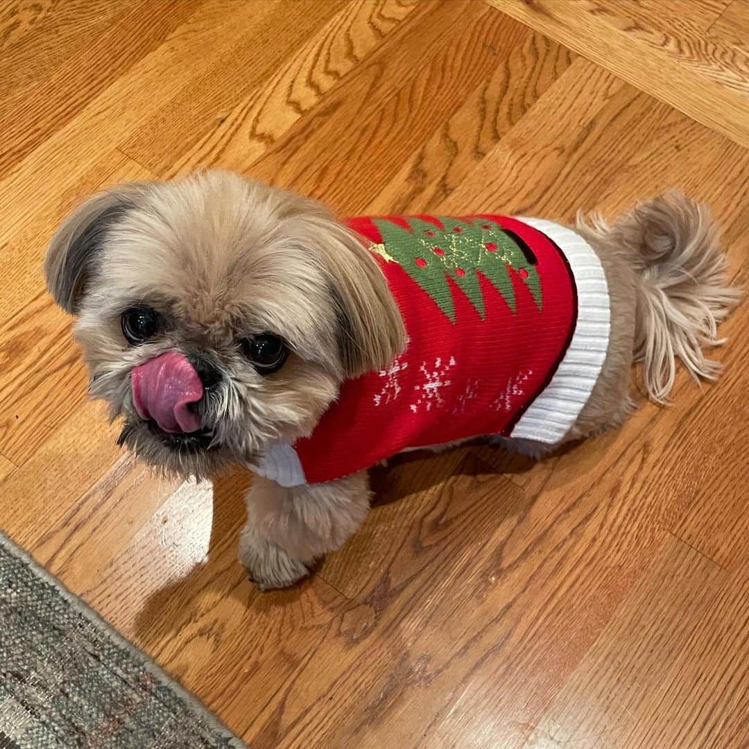 Dougie the Shih Tzuのインスタグラム：「Tongue out, holiday on.」