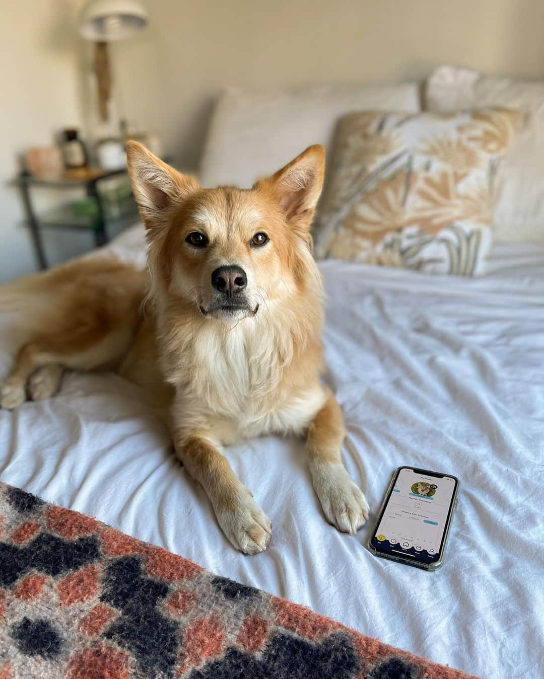 The Dogistさんのインスタグラム写真 - (The DogistInstagram)「GIVEAWAY: On the 22nd day of Dogmas, #TeamDogist gave to me… one year’s subscription to @yourfuzzy! Fuzzy is an app that puts a team of vets in your pocket and personalized pet medications or supplements on your doorstep – you can get 24/7 Live Vet Chat and ongoing care in the Fuzzy app to make pet parenting just a little bit easier. To win, tag a friend below and make sure you’re following @yourfuzzy! MERRY DOGMAS! #partner」12月23日 0時57分 - thedogist