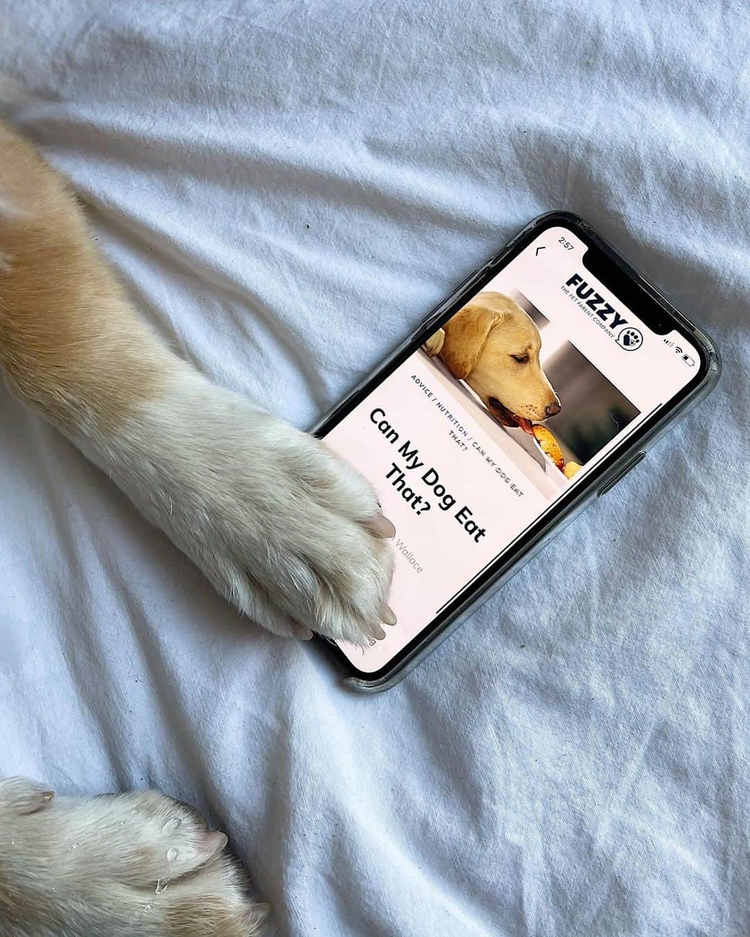 The Dogistさんのインスタグラム写真 - (The DogistInstagram)「GIVEAWAY: On the 22nd day of Dogmas, #TeamDogist gave to me… one year’s subscription to @yourfuzzy! Fuzzy is an app that puts a team of vets in your pocket and personalized pet medications or supplements on your doorstep – you can get 24/7 Live Vet Chat and ongoing care in the Fuzzy app to make pet parenting just a little bit easier. To win, tag a friend below and make sure you’re following @yourfuzzy! MERRY DOGMAS! #partner」12月23日 0時57分 - thedogist