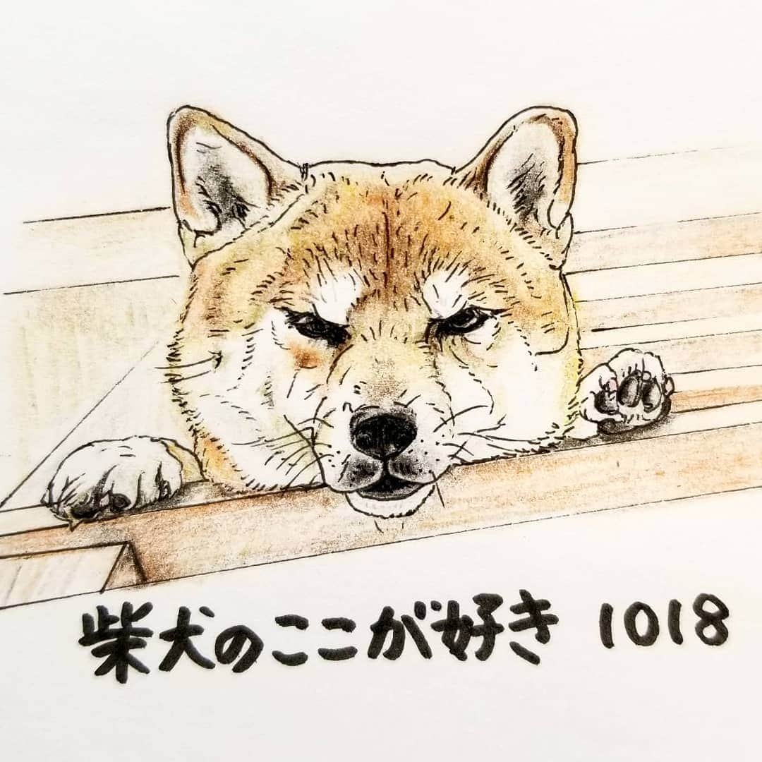 ハナとソラのインスタグラム：「#ここ柴部  『柴犬のここが好きシリーズ1018』 高いところから見下ろしてるとき、 顔がまんまるになるとこ。  ご主人のこと 監視してますからね。 まるいとか言ってないで 早くしてくださいね。 * モデルは @shibainu_kuusuke さんとこの くーすけくんです💓 * #柴犬のここが好き #favoritepartsofshibainu #illustration #shibainu#shibastagram #colorpencil #柴犬 #イラスト #いらすとぐらむ #しばすたぐらむ #色鉛筆 #柴公園イラスト」