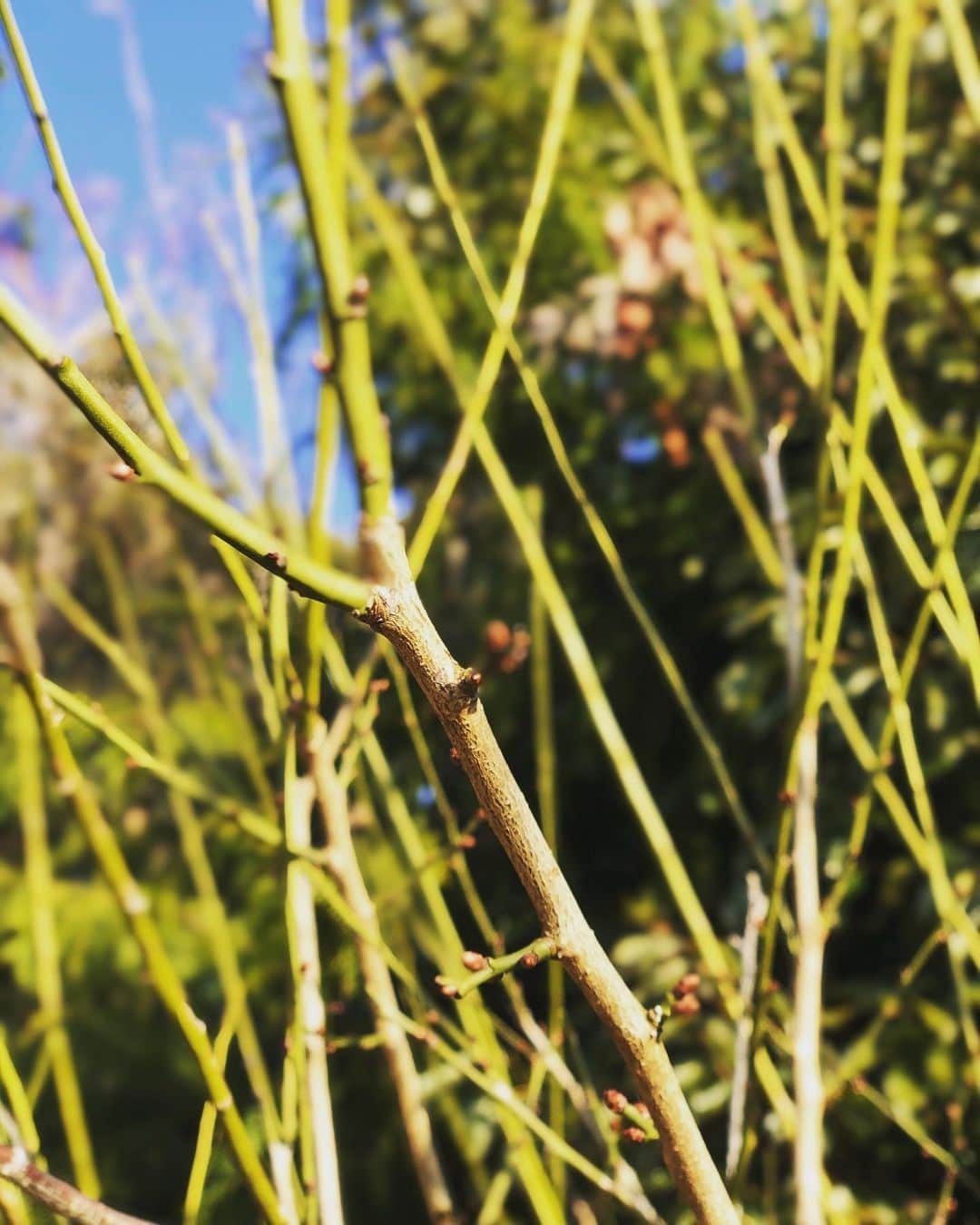 名越康文さんのインスタグラム写真 - (名越康文Instagram)「#モヒカンアレンジ  のような#梅　　もう#春　がムンムンしています。#冬至　あけ。#お詣り」12月23日 12時07分 - nakoshiyasufumi