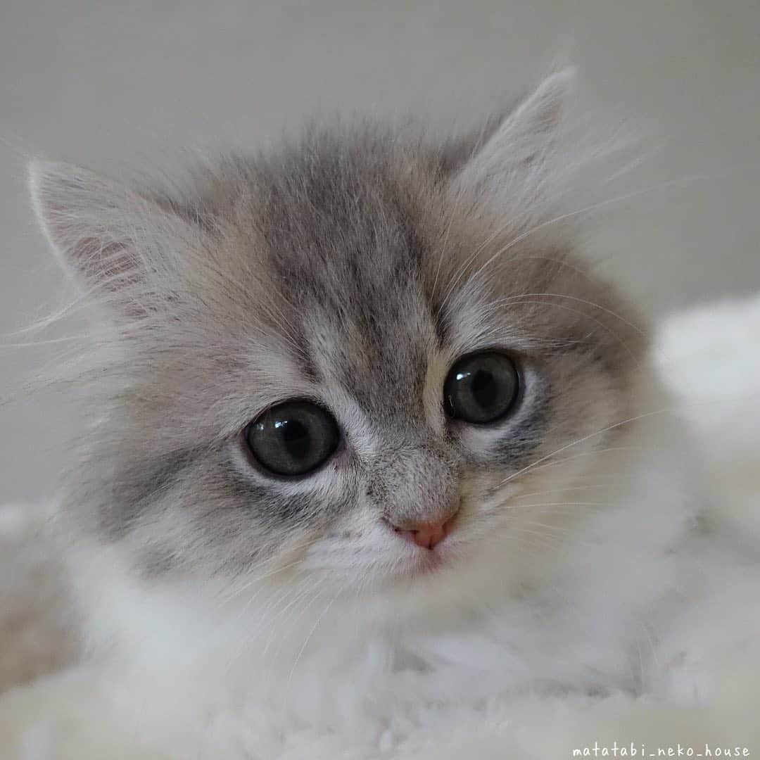 のインスタグラム：「🌞BABY CAT  2020年10月15日生まれ スコティッシュフォールド 次男くん  #またたび猫ハウス　﻿#猫ブリーダー　#スコティッシュフォールド　#猫　#子猫　#こねこ　#にゃんすたぐらむ　#scottishfold #scottishfoldlovers #scottishfoldsoinstagram #cutepetclub #my_loving_pet #catsofgram #bestmeow #bestcats_oftheworld #cat_features #meowsandwoofs #mofmo #kittensofinstagram #adorable #excellent_cat #igcutest_animals #cat #picneko #instacat」