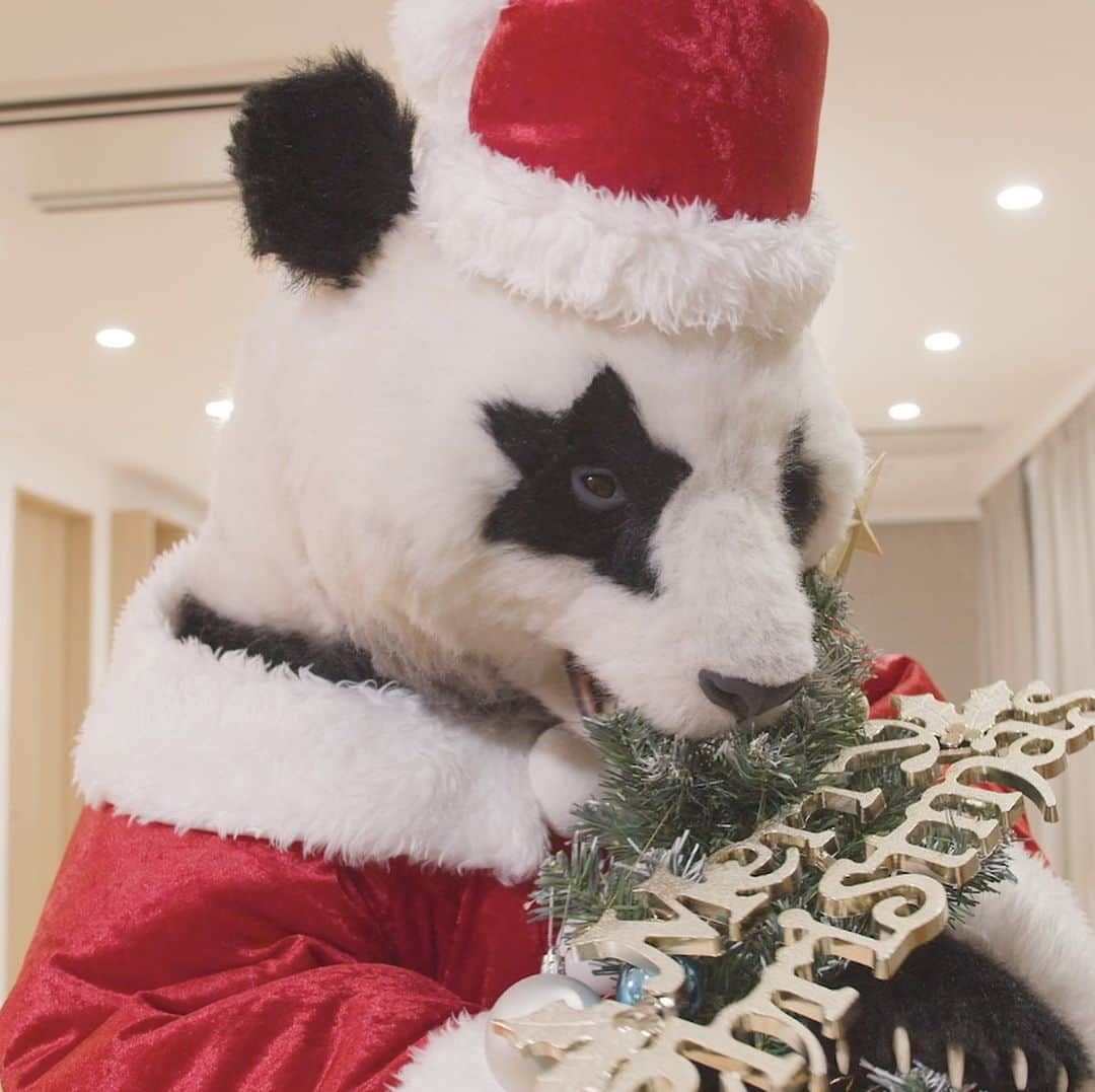 星星（セイセイ）さんのインスタグラム写真 - (星星（セイセイ）Instagram)「🐼🎄🎋 #食べ... #食べ...... #食べ.........ます！ . きょうの #ベラベラENGLISHは ...💯 🌟 sparkley 🌟キラキラ . ...ちょっと、苦いかも?🐼#ガジガジ #モミの木 #クリスマスツリー #いただきます #食いしん坊パンダ #あわてんぼうの星星サンタ . #星星 #パンダ #panda #pandagram #パンダ好きな人と繋がりたい #ZIP!」12月23日 10時53分 - seisei_panda