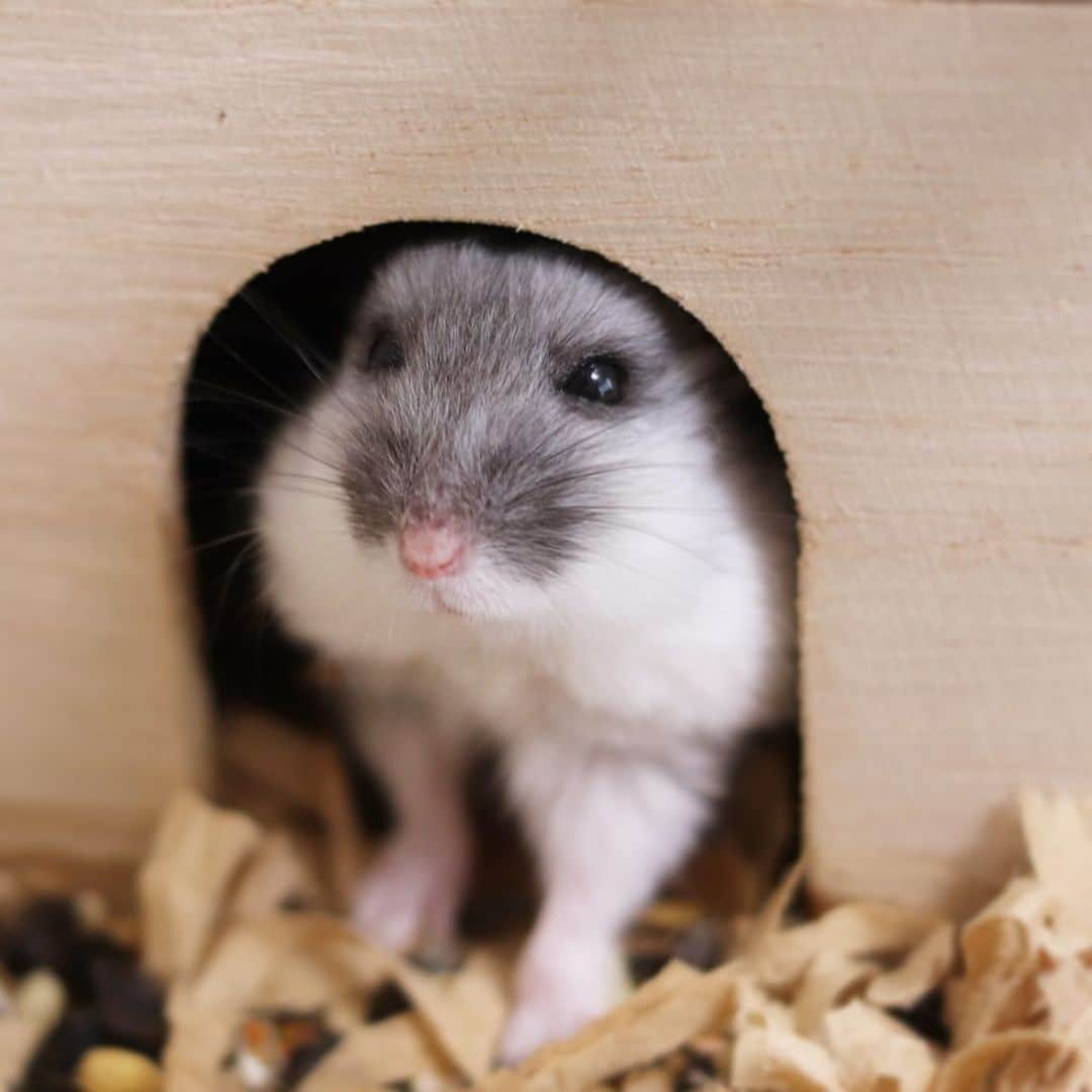 hamster_mocoのインスタグラム