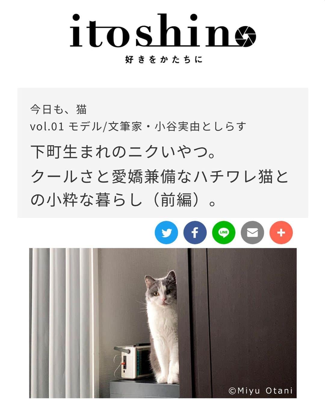 小谷実由さんのインスタグラム写真 - (小谷実由Instagram)「webサイト itoshinoにて、しらすとの日々を書きました。改めて振り返るしらす。つくづく一緒にいられることが嬉しく思えました。前編公開中です。是非見てネ🐈  https://canon.jp/personal/fun/itoshino/article/cat1st」12月23日 11時24分 - omiyuno