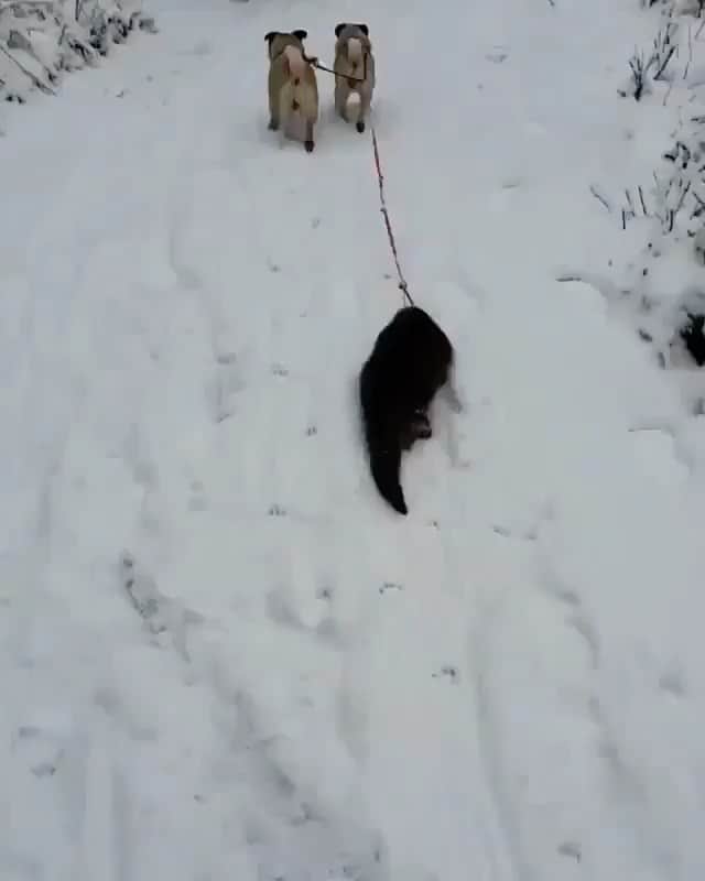 WildLifeのインスタグラム：「Meet Svenn the Norwegian otter🦦 Tag someone that would like this!  He was rescued on a cold winter's day by a Norwegian family when his mother died.  Video by @svenntheotter」