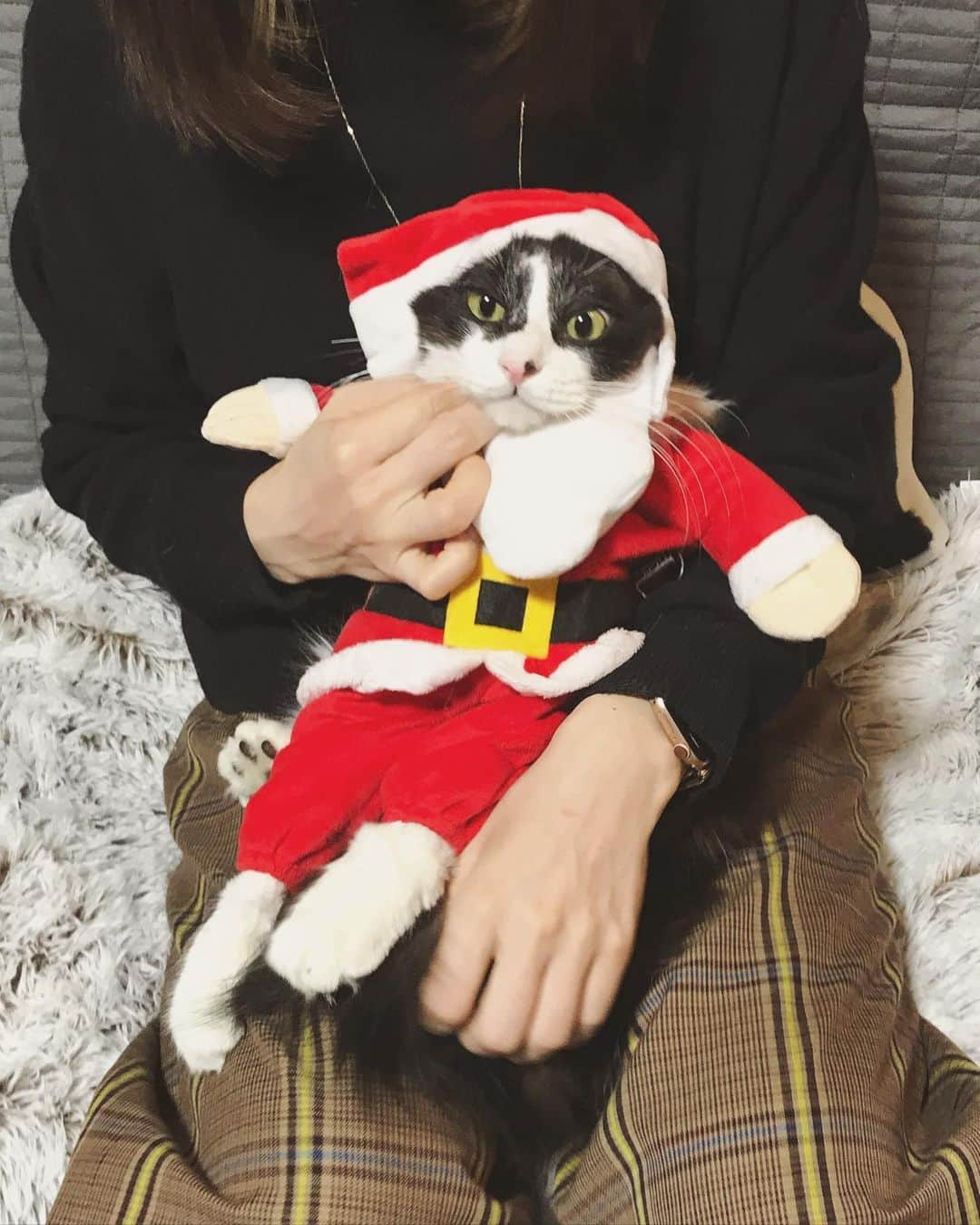 もじゃころさんのインスタグラム写真 - (もじゃころInstagram)「水曜日の儀式、クリスマスイブイブSPです🎅🏻🎅🏻🎅🏻ばんどぅくんはじめてのサンタさん🥺❤️似合ってる😂❤️❤️❤️師匠仕込みのいい顔だわ🤣最後ロケット発射画像です🚀　  #坂東玉隠しシャシャ丸　 #あいちゃんの膝の上  #水曜日の悪夢　 #merrychristmas #merryxmas #🎅🏻 #santaclaus」12月23日 11時53分 - mojyacoro96