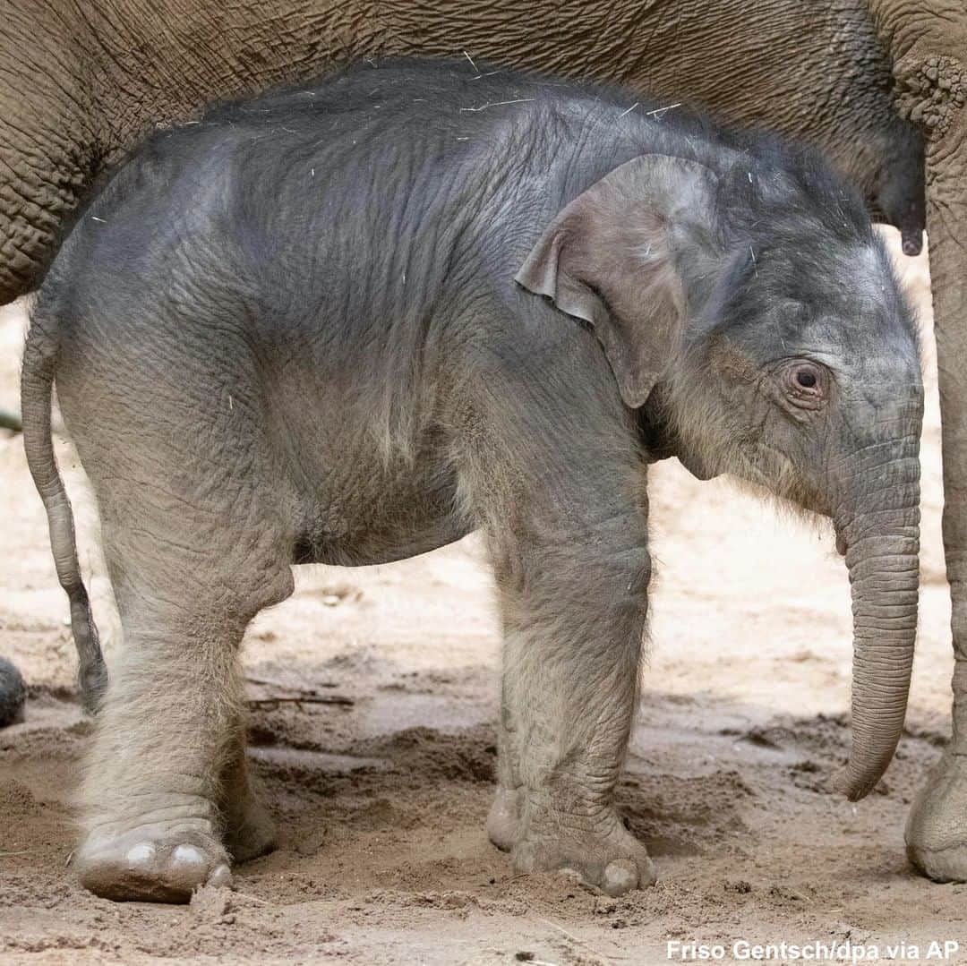 ABC Newsさんのインスタグラム写真 - (ABC NewsInstagram)「A newborn elephant calf named Yaro makes its debut at a zoo in Osnabrueck, Germany. #elephant #babyanimals #cuteanimals #zoo #osnabrück」12月23日 3時37分 - abcnews