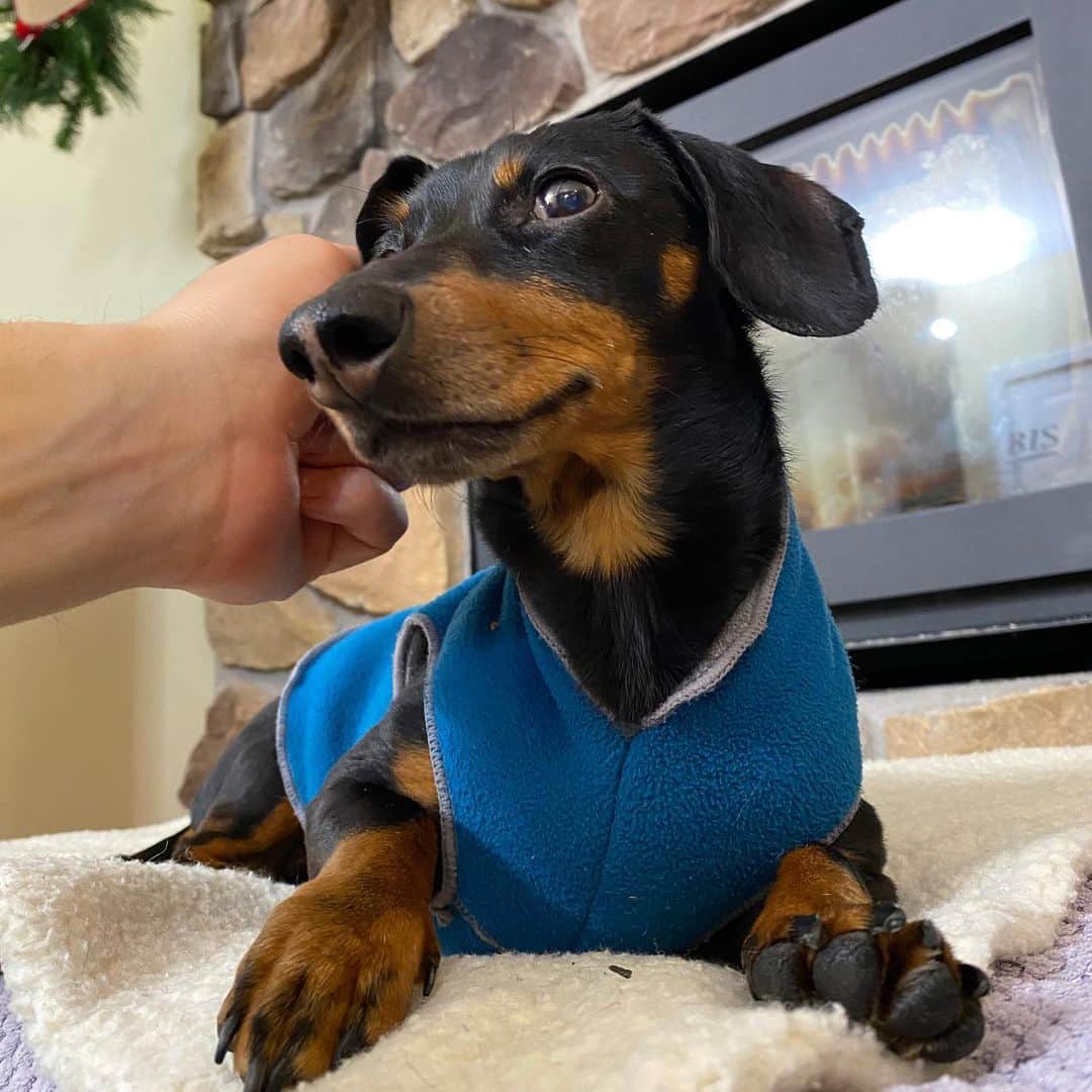 Crusoe the Celebrity Dachshundのインスタグラム：「“Ear massages by the fire.. 😊” ~ Crusoe」