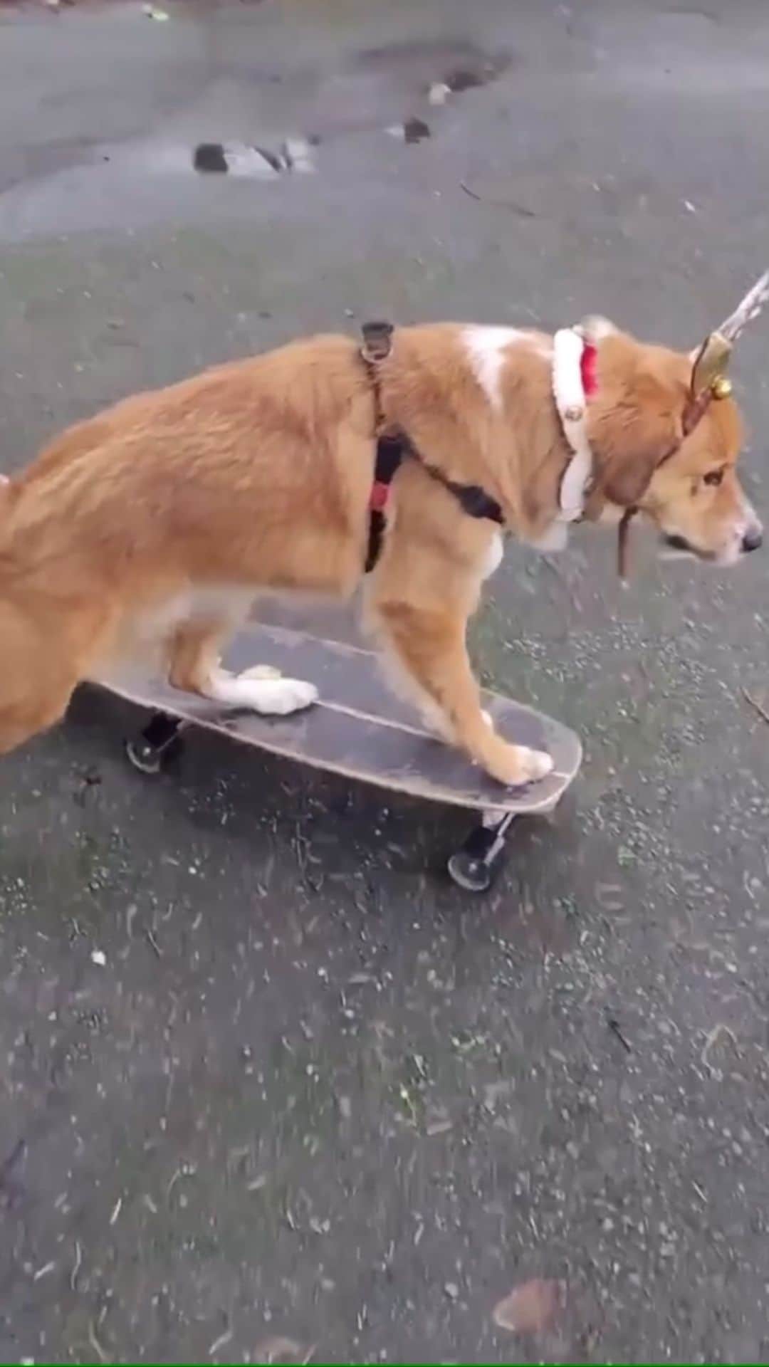 DogsOf Instagramのインスタグラム：「“Consider this my audition to be one of Santa’s reindeer” — @darrelthedoge   We’d hire @darrelthedoge to deliver gifts, wouldn’t you? 🎄🎅   #dogsofinstagram #trickoftheweek #tuesdaytricks #skateboarddog」