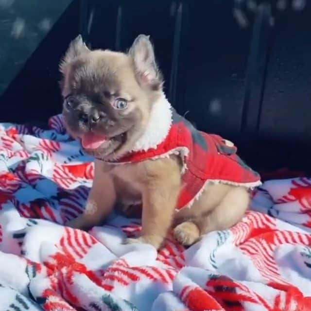 French Bulldogのインスタグラム