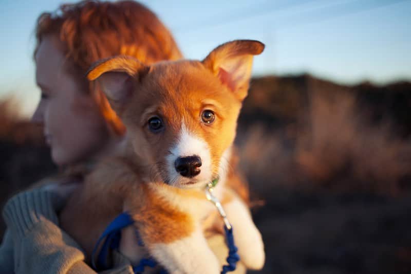 ローレン·ランドルフのインスタグラム：「It’s @arrowthecorgi’s Gotcha-Day!  Seven years ago, on our drive home for Christmas, we made a detour so @caitran could pick up this puppy. He was part of a litter that came from a pregnant rescue. He was the greatest roommate, adventure friend, and couch muffin. I truly can’t imagine what the last 7 years would have been without him.  He might not be MY dog, but I’m definitely his other favorite person, and that’s fine with me. 💛」