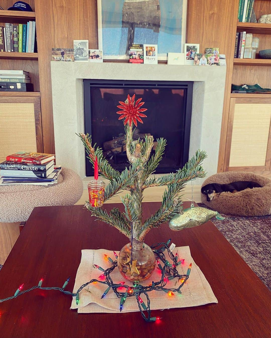 デレク・ブラスバーグさんのインスタグラム写真 - (デレク・ブラスバーグInstagram)「The Christmas tree this year deserves」12月23日 4時58分 - derekblasberg