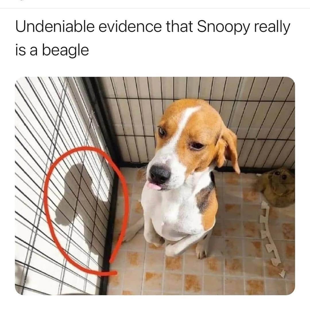 BarkBoxのインスタグラム：「*AUDIBLE GASP*」