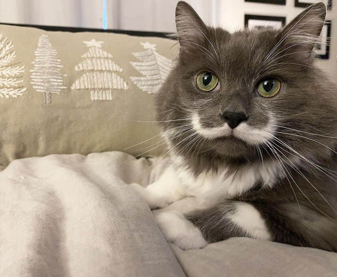 ハミルトンザ・ヒップスターキャットのインスタグラム：「It’s almost Christmas! What are you most excited for? Food? Presents? Sleep? 2020 to end? #mustachecat」