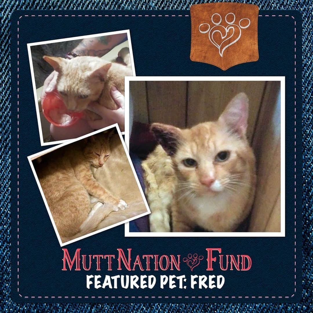 ミランダ・ランバートさんのインスタグラム写真 - (ミランダ・ランバートInstagram)「@MuttNation Foundation’s @waggleforpets Fund is helping Fred get the urgent surgery he needs, cause cats are mutts too. Learn more about how to help Fred, or how to help your pet, at the link in my stories. #muttnationfund」12月23日 6時04分 - mirandalambert