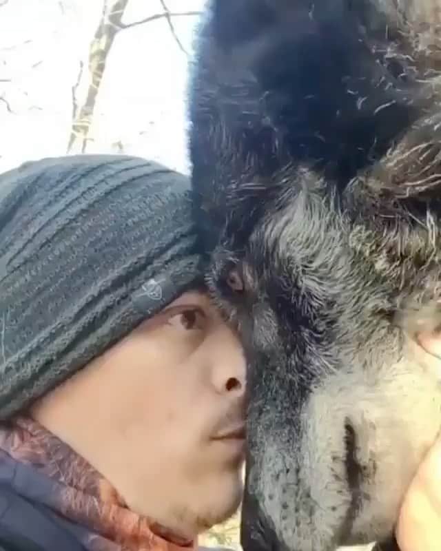 WildLifeのインスタグラム：「Face to Face 🤏 Comment ‘Wolf’ in your language 🐺 Video : @liondad_1987」