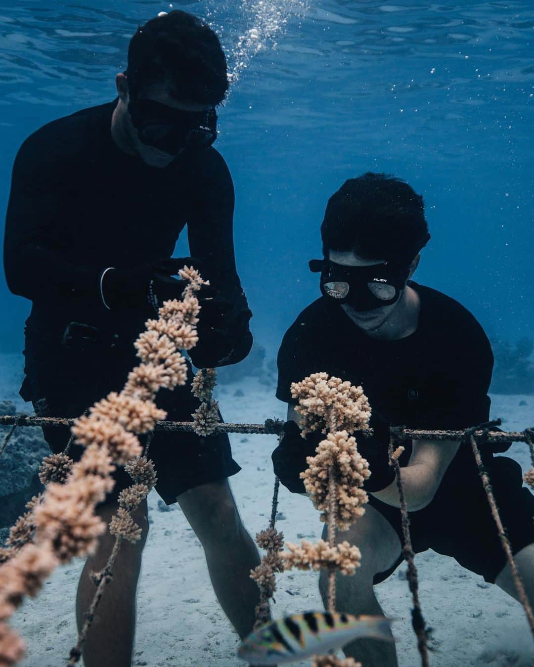 ナッシュ・グリアさんのインスタグラム写真 - (ナッシュ・グリアInstagram)「Coral reefs will be the first ecosystem to collapse due to global warming. We’ve already lost half of our coral reefs worldwide & if we continue at our current pace they will COMPLETELY DISAPPEAR by 2050 - you can already see signs of it happening here in remote French Polynesia. Our delicate world is so much more intertwined than we think - that’s why the @coralgardeners team has made it their mission to restore dying reefs & THEY NEED YOUR HELP! Visit the link in their bio (@coralgardeners) to adopt a “super coral” and join the fight for a better future. Keep up with us throughout the week as we grapple with the fight against global warming #WeTheReef 🌊」12月23日 6時10分 - nashgrier