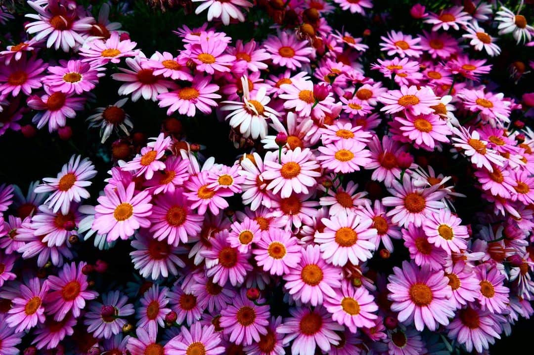 若葉紫のインスタグラム：「お花は癒されますね。 #写真好きな人と繋がりたい  #カメラ好きな人と繋がりたい  #お花好きな人と繋がりたい」