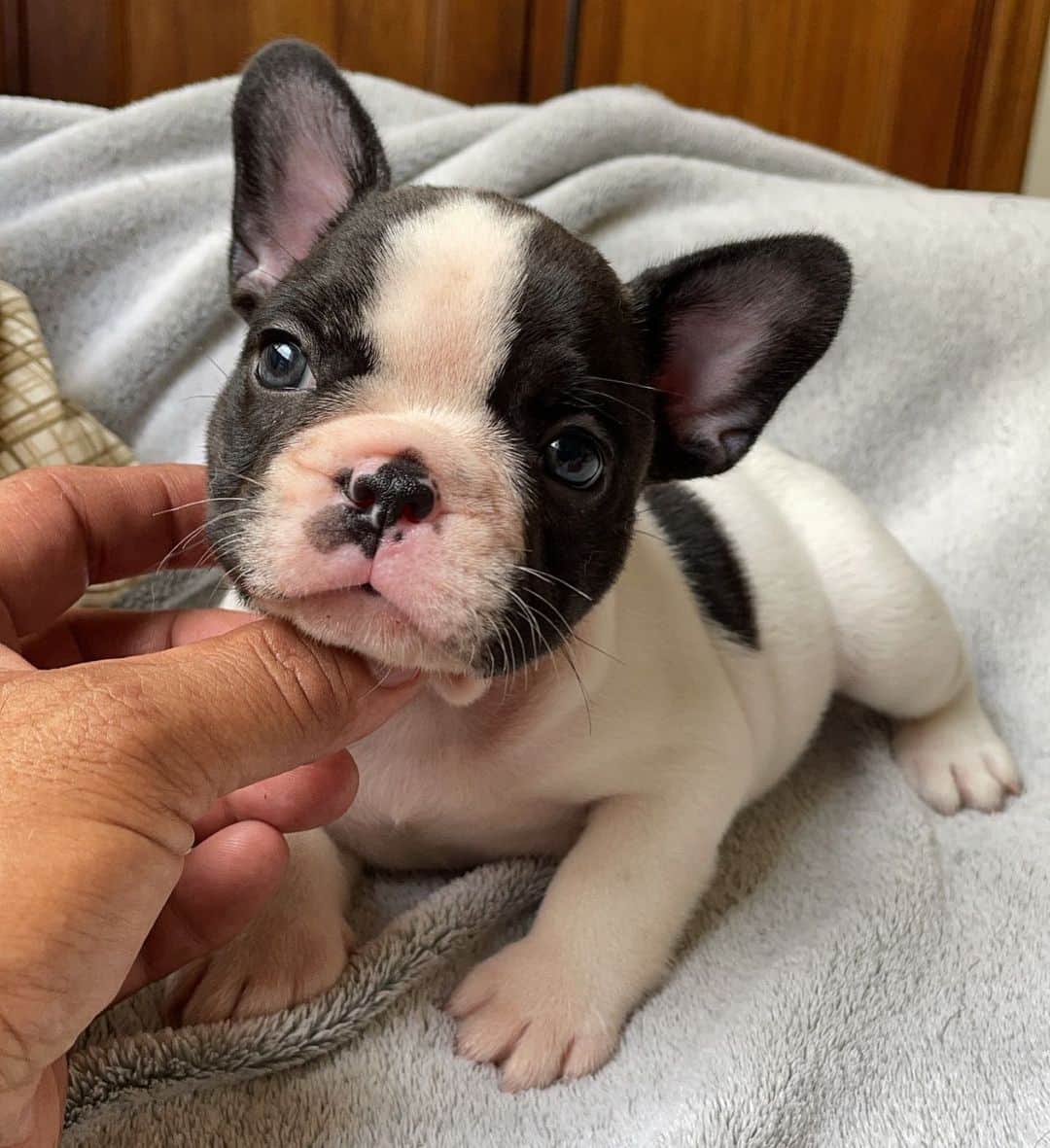 Regeneratti&Oliveira Kennelのインスタグラム：「Hi everyone!! I’d like you guys to meet Oreo the Frenchie ❤️ #frenchbulldog #frenchie」