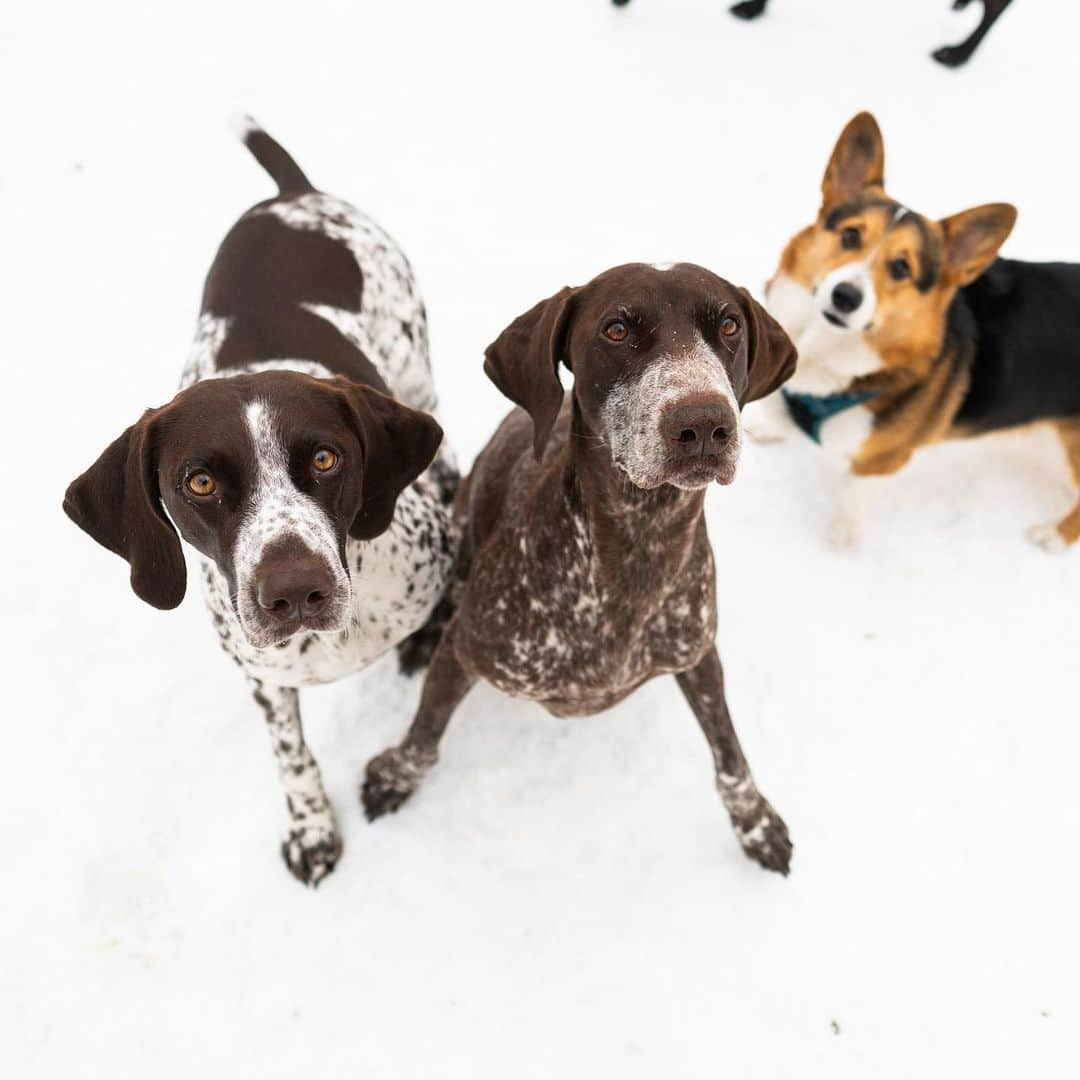 The Dogistさんのインスタグラム写真 - (The DogistInstagram)「Grace & Annie, German Shorthaired Pointers, Tompkins Square Park, New York, NY • “They’re mother and daughter. They haul me around on skis in the winter – skijoring. We were in Lake Minnewaska on Thursday, so I’m still a little sore.”」12月23日 7時04分 - thedogist