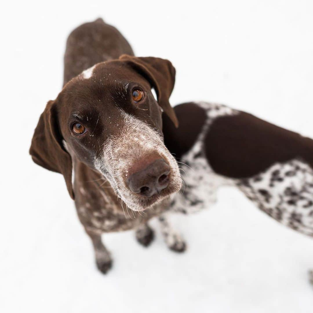 The Dogistさんのインスタグラム写真 - (The DogistInstagram)「Grace & Annie, German Shorthaired Pointers, Tompkins Square Park, New York, NY • “They’re mother and daughter. They haul me around on skis in the winter – skijoring. We were in Lake Minnewaska on Thursday, so I’m still a little sore.”」12月23日 7時04分 - thedogist