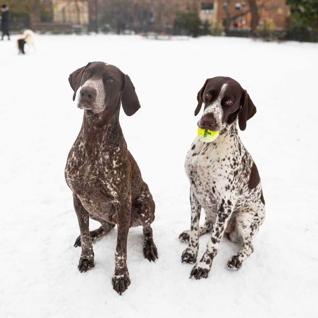 The Dogistさんのインスタグラム写真 - (The DogistInstagram)「Grace & Annie, German Shorthaired Pointers, Tompkins Square Park, New York, NY • “They’re mother and daughter. They haul me around on skis in the winter – skijoring. We were in Lake Minnewaska on Thursday, so I’m still a little sore.”」12月23日 7時04分 - thedogist