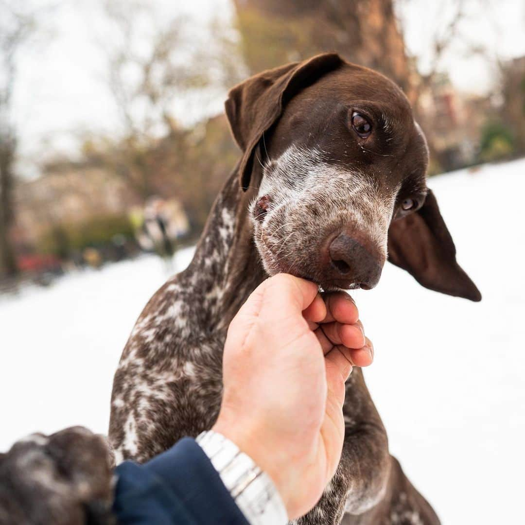 The Dogistさんのインスタグラム写真 - (The DogistInstagram)「Grace & Annie, German Shorthaired Pointers, Tompkins Square Park, New York, NY • “They’re mother and daughter. They haul me around on skis in the winter – skijoring. We were in Lake Minnewaska on Thursday, so I’m still a little sore.”」12月23日 7時04分 - thedogist