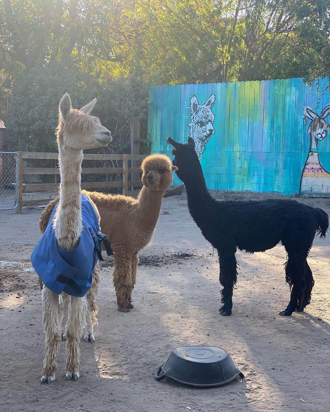 ブリアナ・エヴィガンさんのインスタグラム写真 - (ブリアナ・エヴィガンInstagram)「Morning alpaca hang kissing sesh. Loved the family sleep over cuddle party at the farm」12月23日 7時05分 - brianaevigan