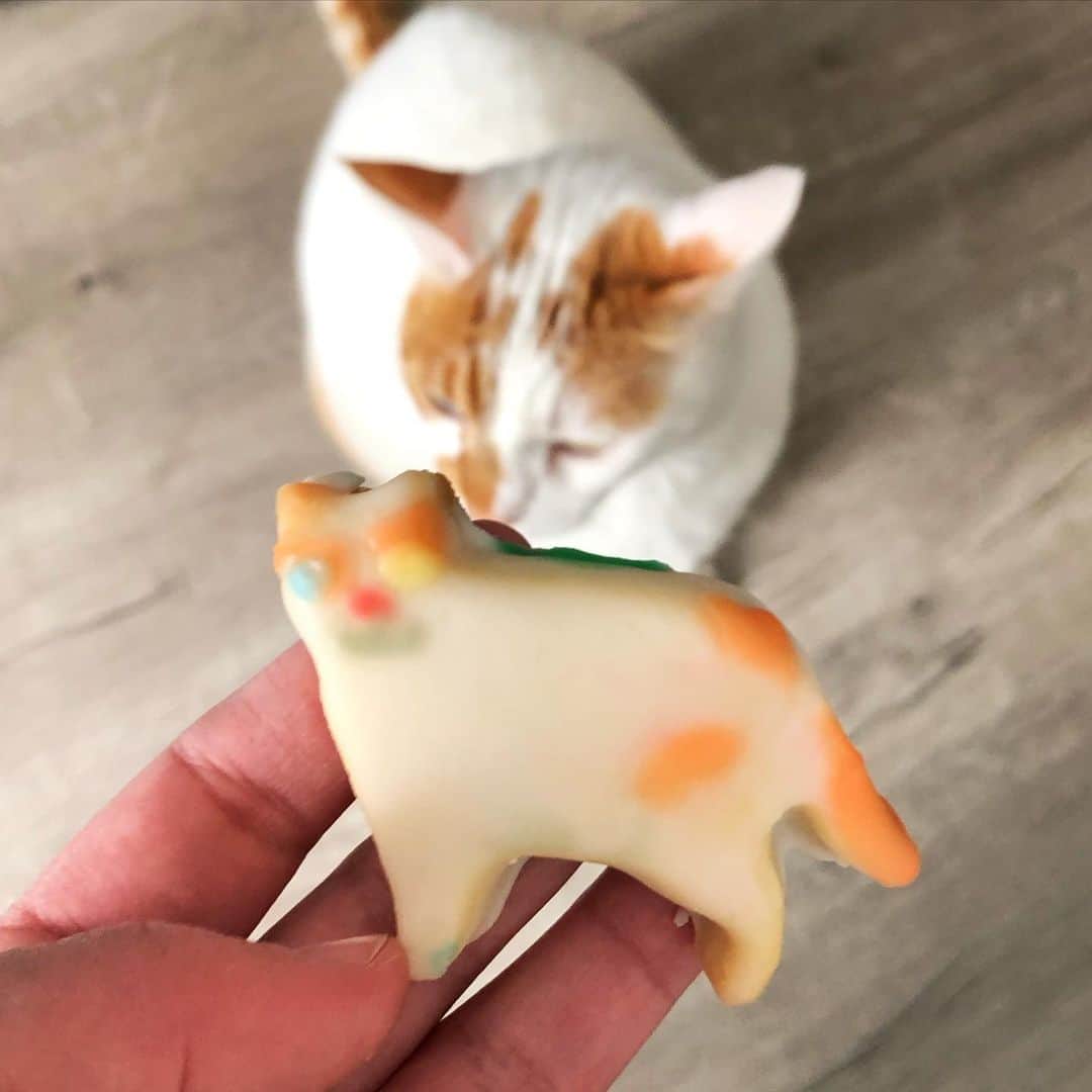 Richard Kittyのインスタグラム：「Richard Kitty Cookie!!  (🍪 by @lilpocketsera)」