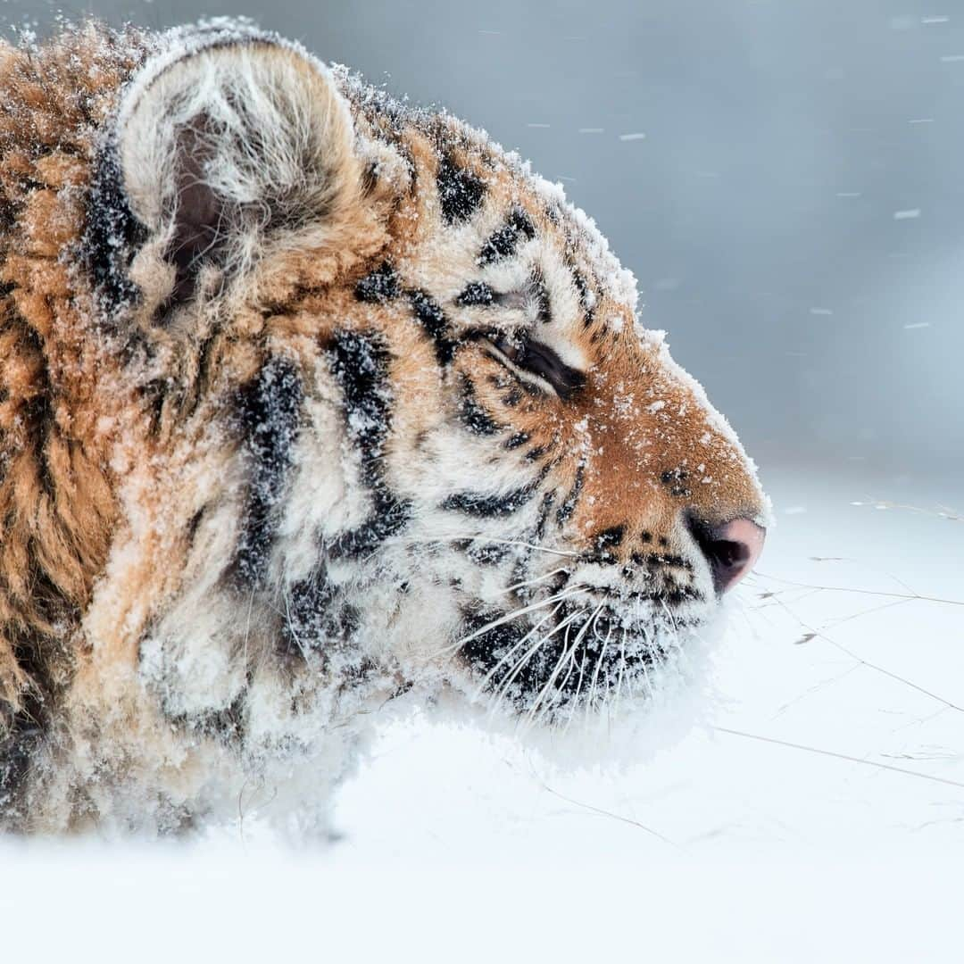 Discoveryさんのインスタグラム写真 - (DiscoveryInstagram)「Portrait of young Siberian Tiger, Panthera Tigris Altaica.  Photo: Martin Mecnarowski  #tiger #snowday #bigcatsofinstagram #winter #wildlifephotography #tigertuesday #projectcat」12月23日 7時30分 - discovery