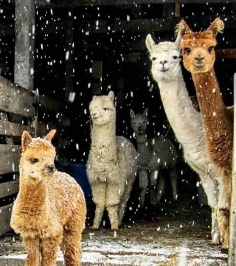 のインスタグラム：「gang’s all here!  #holiday #inspo #animals #farm #lamas #snow」
