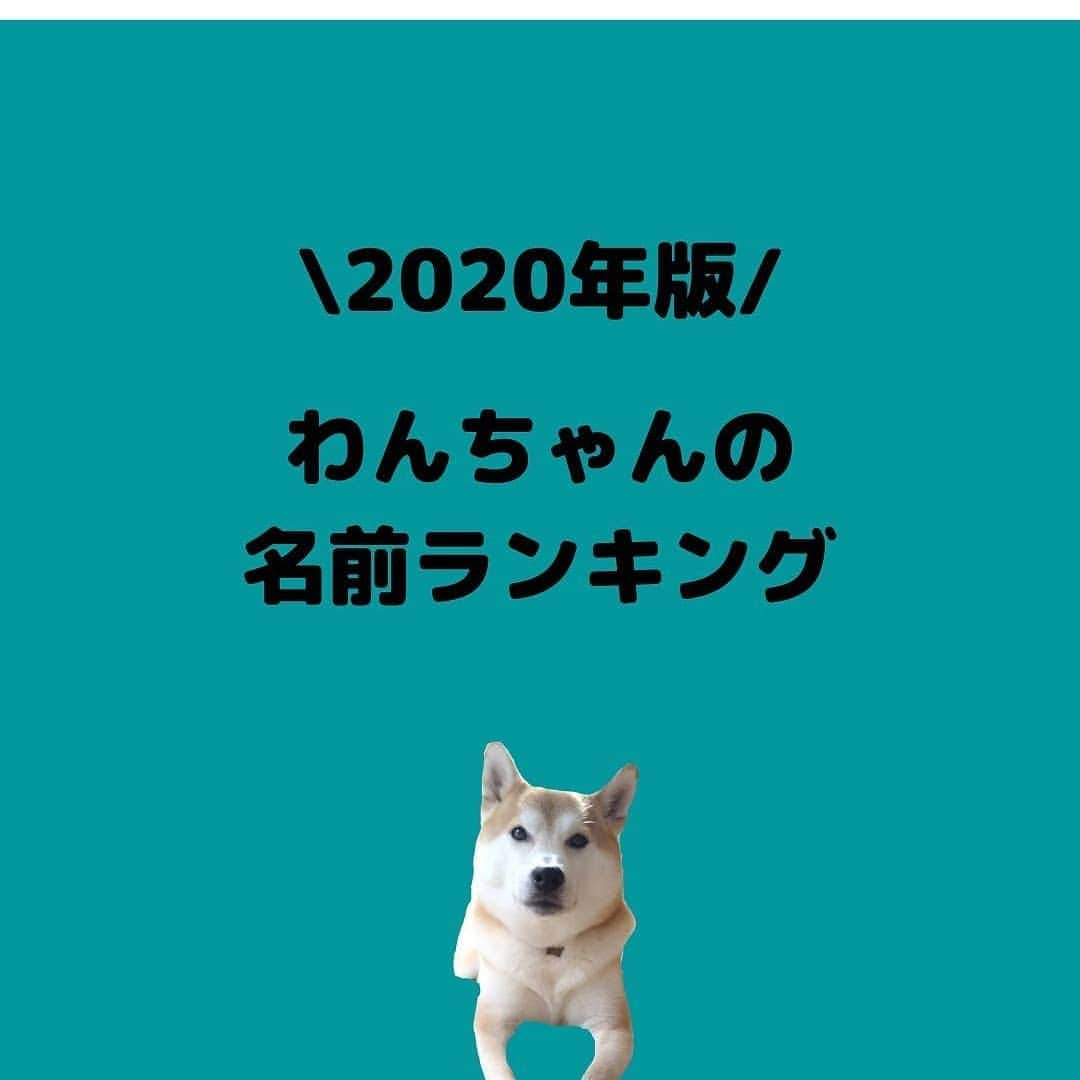 柴犬⭐️サスケさんのインスタグラム写真 - (柴犬⭐️サスケInstagram)「おはわん #柴犬#赤柴#ふわもこ部#犬ら部 #いぬのいる暮らし#いぬのいる生活 #わんだフォ #柴北会 #北海道#pecoいぬ部 #shibagram #shibasnap #shibastagram #🐶📷 #🐶#レガリエ部 #レガリエ部付けたら表紙になれるかも#レガリエドックフード#見守り#見守り隊」12月23日 8時03分 - shiba20150405