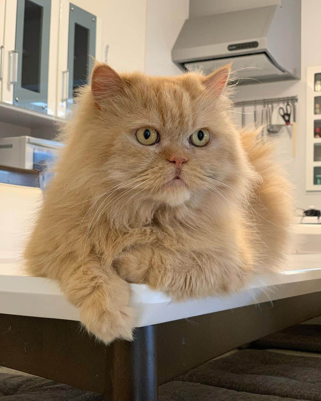 12 Chinchilla Persianのインスタグラム：「Happy 7th birthday to our youngest sweetest and most playful floofs Goodie 🎂🎈🥳 we love you so much ❤️ #cat #gingercat #persian #birthdayboy」
