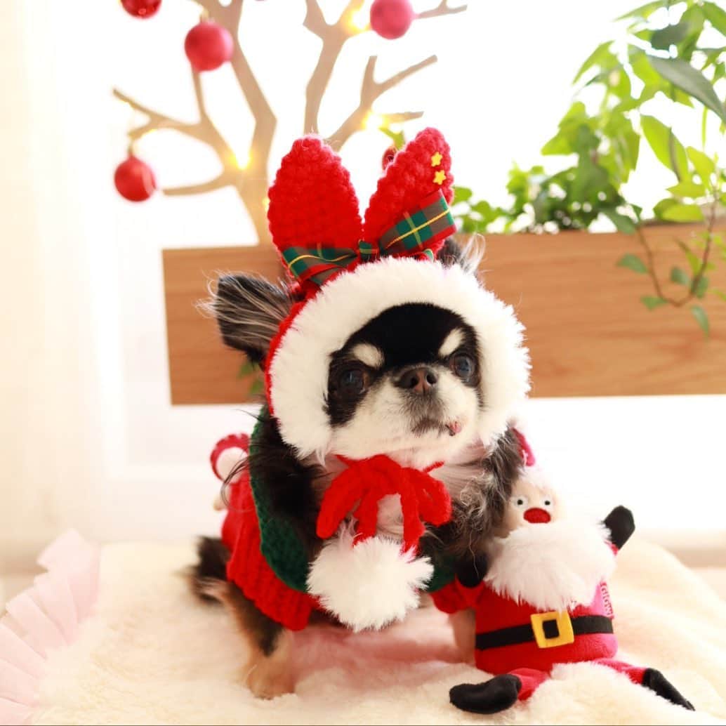 kayoのインスタグラム：「* * * めろめろうさぎサンタ🐰🎅🏻🎄 * * Melon❤️ * * #christmas #chihuahua#chihuahualove#dogstgram#dog#instadog#チワワ#チワワ大好き#チワワのいる暮らし * * *」