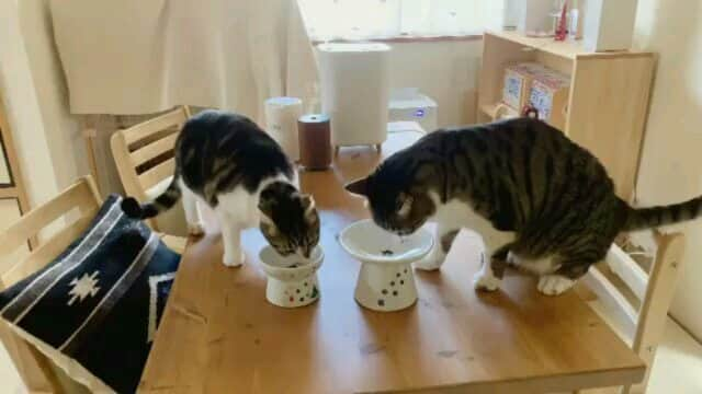 猫壱（ねこいち•ネコイチ）のインスタグラム