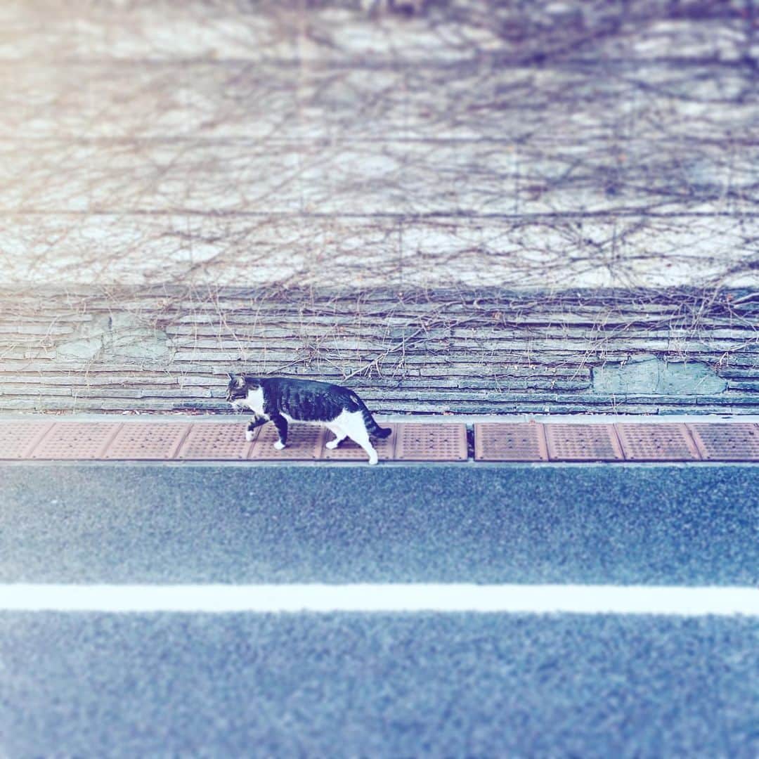 中野敬久さんのインスタグラム写真 - (中野敬久Instagram)「#cat #lines #strutting #hope #street #neighborhood」12月23日 8時36分 - hirohisanakano