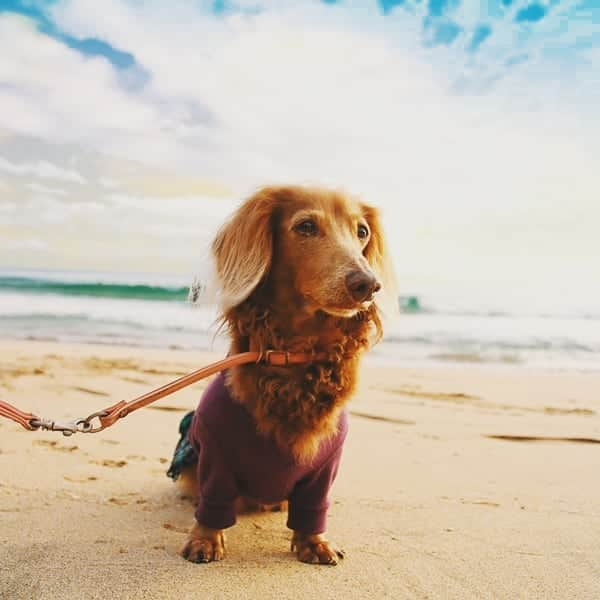 くるみんさんのインスタグラム写真 - (くるみんInstagram)「* 12月5日 伊豆旅行 多々戸浜海水浴場  #ミニチュアダックスフンド #ミニチュアダックスフント #ミニチュアダックス #イザベラタン #イザベラ #ダックスlove #ダックス多頭飼い #ダックスフント #ダックス部 #ダックス大好き #ダックスフンド #ダックス #いぬばか部 #いぬすたぐらむ #短足部 #伊豆下田 #多々戸浜 #gotoトラベルキャンペーン #all_dog_japan #east_dog_japan #dachshundgram #dachshund #dogstagram #instagramdog #instadachs #inustagram #kyounodachs #todayswanko #7pets_1day #dachshund_feature  @doggymark_dachshund @todayswanko  @wanko_love_club」12月23日 8時55分 - michirumugiazu