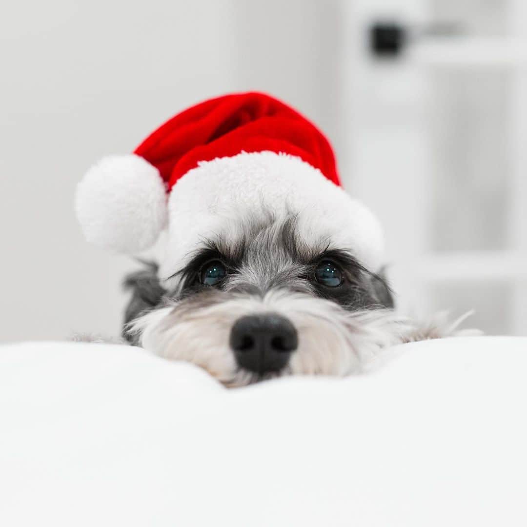 のインスタグラム：「Sleigh all day.」